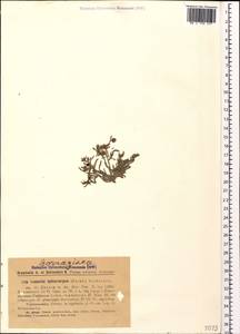 Lappula spinocarpos (Forssk.) Asch., Caucasus, Armenia (K5) (Armenia)