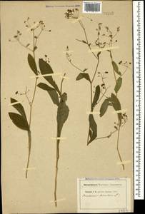 Bupleurum falcatum L., Caucasus (no precise locality) (K0) (Not classified)