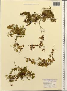 Saxifraga cymbalaria L., Caucasus, Azerbaijan (K6) (Azerbaijan)