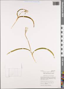 Tulipa uniflora (L.) Besser ex Baker, Siberia, Baikal & Transbaikal region (S4) (Russia)