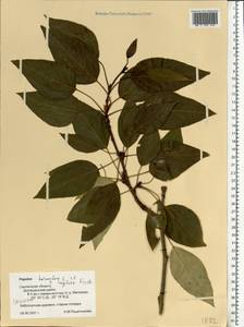 Populus trichocarpa Torr. & A. Gray ex Hook., Eastern Europe, Western region (E3) (Russia)