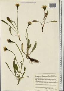 Crepis chrysantha (Ledeb.) Turcz., Eastern Europe, Northern region (E1) (Russia)