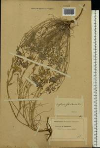 Oxytropis floribunda (Pall.)DC., Eastern Europe, Lower Volga region (E9) (Russia)