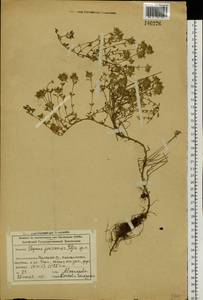 Thymus jenisseensis Iljin, Siberia, Altai & Sayany Mountains (S2) (Russia)