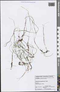 Sparganium hyperboreum Laest. ex Beurl., Siberia, Central Siberia (S3) (Russia)