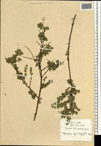 Spiraea aquilegifolia Pall., Mongolia (MONG) (Mongolia)