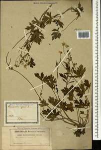 Ranunculus repens L., Caucasus, Georgia (K4) (Georgia)