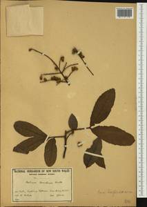 Alectryon tomentosus (F.Müll.) Radlk., Australia & Oceania (AUSTR) (Australia)