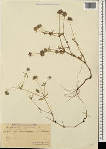 Asperula arvensis L., Caucasus, Armenia (K5) (Armenia)