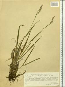 Calamagrostis arundinacea (L.) Roth, Siberia, Russian Far East (S6) (Russia)