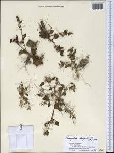 Oxybasis chenopodioides (L.) S. Fuentes, Uotila & Borsch, Middle Asia, Syr-Darian deserts & Kyzylkum (M7) (Kazakhstan)