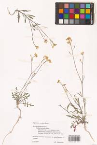 Diplotaxis cretacea Kotov, Eastern Europe, Central forest-and-steppe region (E6) (Russia)