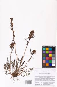 MHA 0 162 314, Pedicularis sudetica, Eastern Europe, Northern region (E1) (Russia)
