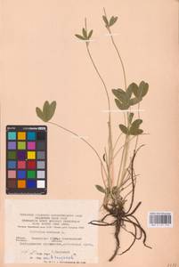 Trifolium montanum L., Eastern Europe, Eastern region (E10) (Russia)