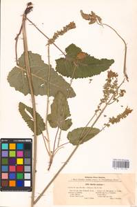 MHA 0 156 225, Salvia nutans L., Eastern Europe, Central forest-and-steppe region (E6) (Russia)