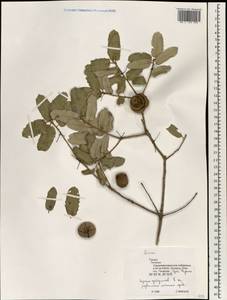 Quercus, South Asia, South Asia (Asia outside ex-Soviet states and Mongolia) (ASIA) (Turkey)