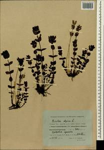 Bartsia alpina L., Siberia, Western Siberia (S1) (Russia)