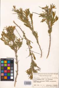 Krascheninnikovia ceratoides (L.) Gueldenst., Eastern Europe, Lower Volga region (E9) (Russia)