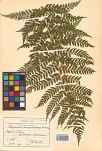 Polystichum microchlamys (Christ) Matsum., Siberia, Russian Far East (S6) (Russia)