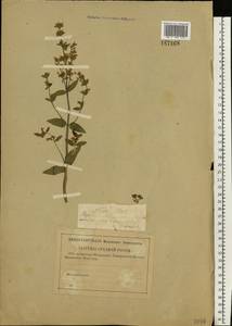 Nepeta nuda subsp. nuda, Eastern Europe, Central region (E4) (Russia)