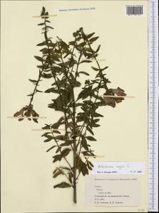 Antirrhinum majus L., Western Europe (EUR) (Spain)