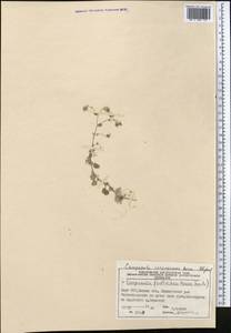 Campanula incanescens Boiss., Middle Asia, Western Tian Shan & Karatau (M3) (Kyrgyzstan)