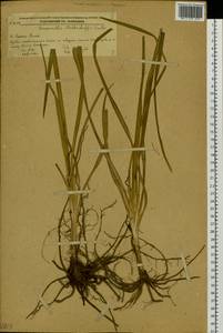 Hemerocallis middendorffii Trautv. & C.A.Mey., Siberia, Russian Far East (S6) (Russia)