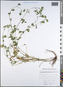 Medicago orbicularis (L.)Bartal., Caucasus, Black Sea Shore (from Novorossiysk to Adler) (K3) (Russia)