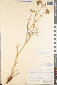 Cenolophium fischeri (Spreng.) W. D. J. Koch, Eastern Europe, North Ukrainian region (E11) (Ukraine)
