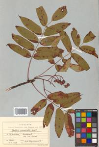 Sorbus commixta Hedl., Siberia, Russian Far East (S6) (Russia)