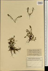 Veronica cuneifolia, South Asia, South Asia (Asia outside ex-Soviet states and Mongolia) (ASIA) (Turkey)