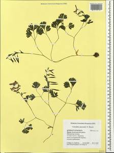 Corydalis paczoskii N. Busch, Crimea (KRYM) (Russia)