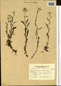 Leontopodium discolor Beauverd, Siberia, Russian Far East (S6) (Russia)