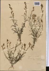 Linaria ramosa (Kar. & Kir.) Kuprian., Middle Asia, Muyunkumy, Balkhash & Betpak-Dala (M9) (Kazakhstan)