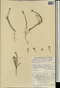 Stevenia tenuifolia (Steph. ex Willd.) D.A.German, Mongolia (MONG) (Mongolia)