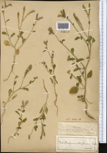 Heliotropium ellipticum Ledeb., Middle Asia, Muyunkumy, Balkhash & Betpak-Dala (M9) (Kazakhstan)