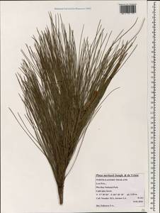 Pinus merkusii Jungh. & de Vriese, South Asia, South Asia (Asia outside ex-Soviet states and Mongolia) (ASIA) (Thailand)
