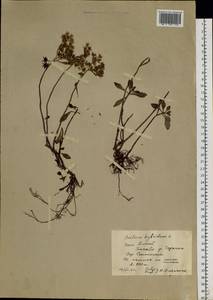 Phedimus hybridus (L.) 't Hart, Siberia, Altai & Sayany Mountains (S2) (Russia)