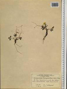 Ranunculus propinquus subsp. propinquus, Siberia, Central Siberia (S3) (Russia)