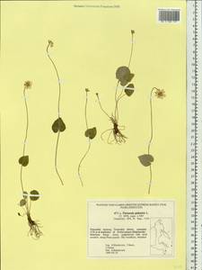 Parnassia palustris L., Siberia, Russian Far East (S6) (Russia)