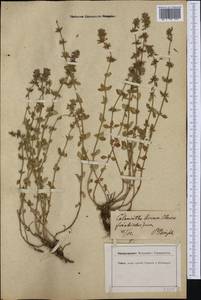Clinopodium acinos (L.) Kuntze, Western Europe (EUR) (Germany)