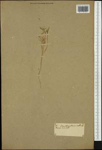 Ornithogalum orthophyllum subsp. kochii (Parl.) Zahar., Western Europe (EUR) (Not classified)