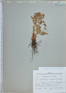 Cystopteris fragilis (L.) Bernh., Siberia, Russian Far East (S6) (Russia)