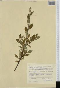Salix pulchra subsp. pulchra, Siberia, Yakutia (S5) (Russia)