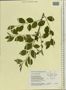 Prunus cerasus subsp. cerasus, Eastern Europe, Central region (E4) (Russia)
