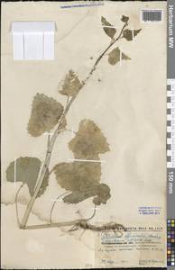 Alliaria petiolata (M.Bieb.) Cavara & Grande, Eastern Europe, North Ukrainian region (E11) (Ukraine)