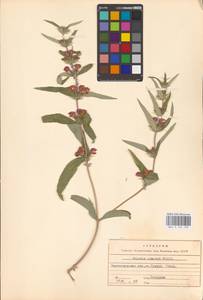 MHA 0 154 150, Phlomis herba-venti subsp. pungens (Willd.) Maire ex DeFilipps, Eastern Europe, Lower Volga region (E9) (Russia)