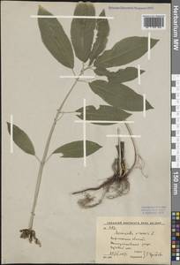 Mercurialis perennis L., Eastern Europe, Central forest-and-steppe region (E6) (Russia)