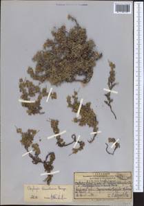 Oxytropis tianschanica Bunge, Middle Asia, Pamir & Pamiro-Alai (M2) (Kyrgyzstan)
