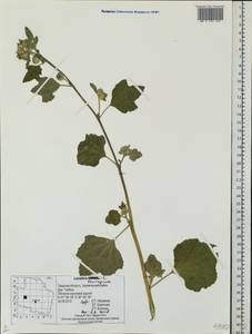 Malva thuringiaca subsp. thuringiaca, Eastern Europe, North-Western region (E2) (Russia)